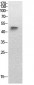 p53 (Acetyl Lys320) Polyclonal Antibody